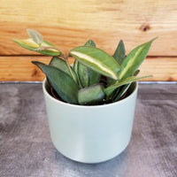 Hoya DS 70 Variegated, 2" Plant, Indoor / Outdoor Houseplants