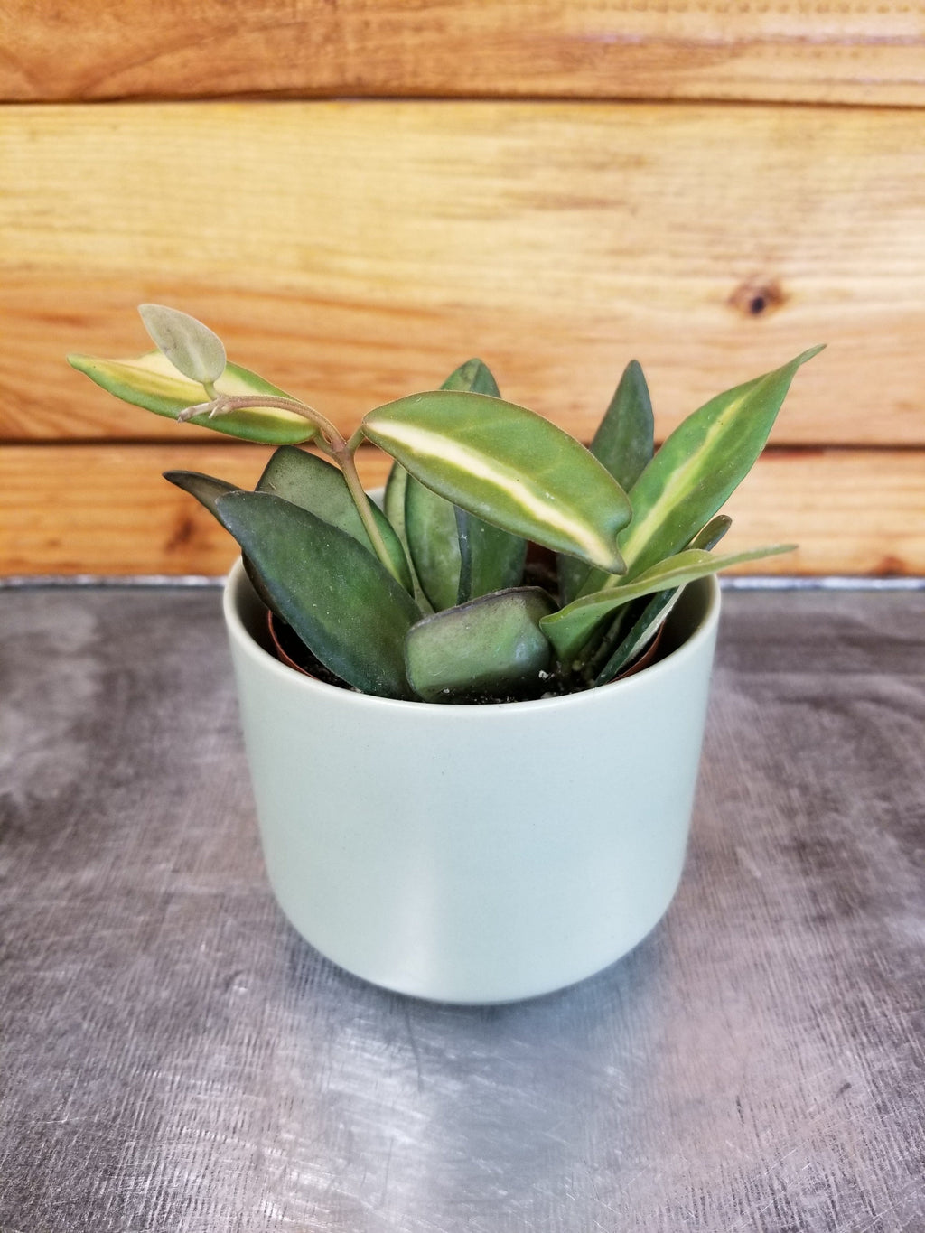 Hoya DS 70 Variegated, 2" Plant, Indoor / Outdoor Houseplants