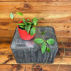 Hoya Erythrostemma Splash, 4" Plant, Indoor / Outdoor Houseplants