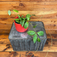 Hoya Erythrostemma Splash, 4" Plant, Indoor / Outdoor Houseplants