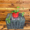 Hoya Erythrostemma Splash, 4" Plant, Indoor / Outdoor Houseplants