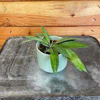 Hoya Gracilis, 2" Plant, Indoor / Outdoor Houseplants