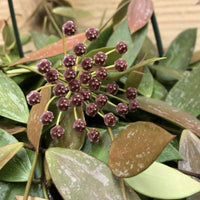 Hoya Gracilis, 4" Plant, Indoor / Outdoor Houseplants