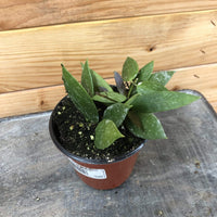 Hoya Gracilis, 4" Plant, Indoor / Outdoor Houseplants