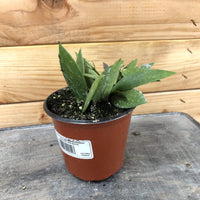 Hoya Gracilis, 4" Plant, Indoor / Outdoor Houseplants