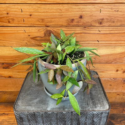 Hoya Gracilis, 6