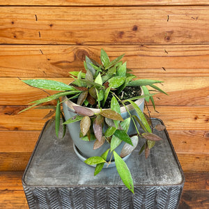Hoya Gracilis, 6" Plant, Indoor / Outdoor Houseplants