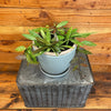 Hoya Gracilis, 6" Plant, Indoor / Outdoor Houseplants