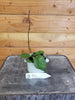 Hoya Hainanensis, 2" Plant, Indoor / Outdoor Houseplants