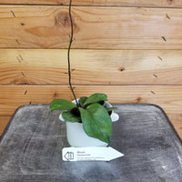 Hoya Hainanensis, 2" Plant, Indoor / Outdoor Houseplants