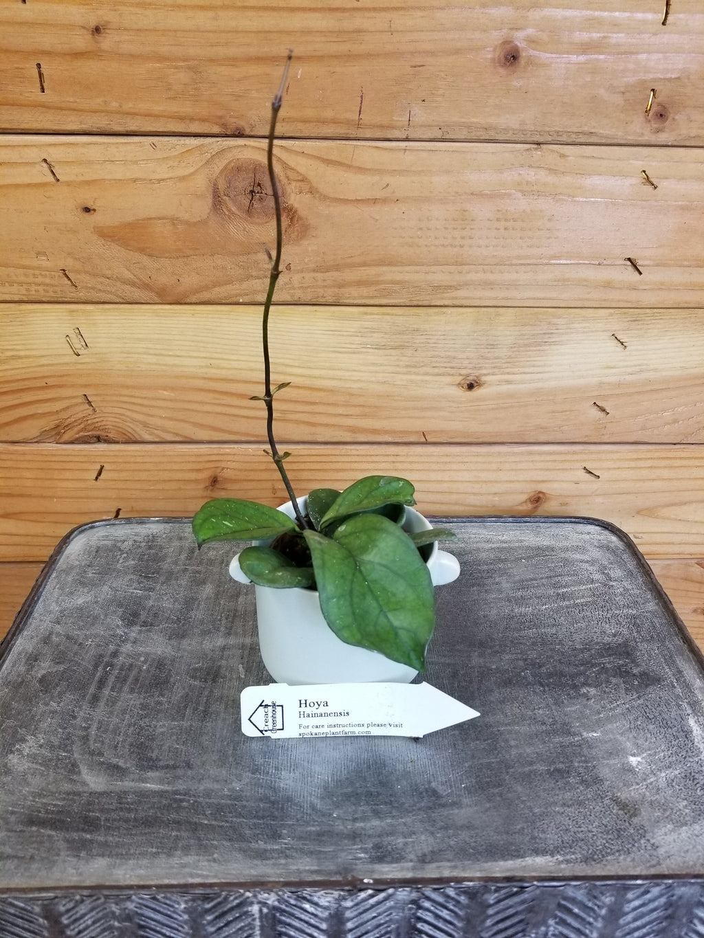 Hoya Hainanensis, 2" Plant, Indoor / Outdoor Houseplants