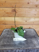 Hoya Hainanensis, 2" Plant, Indoor / Outdoor Houseplants