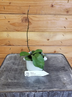 Hoya Hainanensis, 2