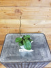 Hoya Hainanensis, 2" Plant, Indoor / Outdoor Houseplants