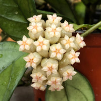 Hoya Hainanensis, 2" Plant, Indoor / Outdoor Houseplants