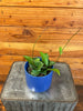 Hoya Hainanensis, 4" Plant, Indoor / Outdoor Houseplants