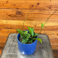 Hoya Hainanensis, 4" Plant, Indoor / Outdoor Houseplants