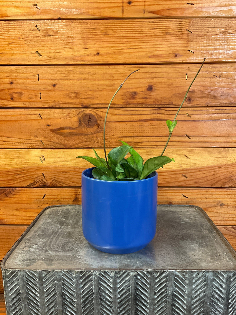 【新品】花瓶　ポーランド製　ＨＯＵＳＥ＆ＢＥＳＴ　ＨＯＹＡ Hoya Hainanensis, 4