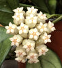 Hoya Hainanensis, 4" Plant, Indoor / Outdoor Houseplants