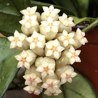 Hoya Hainanensis, 4" Plant, Indoor / Outdoor Houseplants