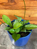Hoya Hainanensis, 4" Plant, Indoor / Outdoor Houseplants