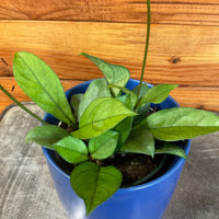 Hoya Hainanensis, 4" Plant, Indoor / Outdoor Houseplants