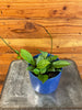 Hoya Hainanensis, 4" Plant, Indoor / Outdoor Houseplants