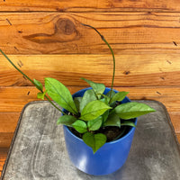 Hoya Hainanensis, 4" Plant, Indoor / Outdoor Houseplants