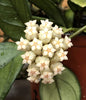 Hoya Hainanensis, 6" Plant, Indoor / Outdoor Houseplants