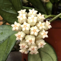 Hoya Hainanensis, 6" Plant, Indoor / Outdoor Houseplants