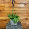 Hoya Hainanensis, 6" Plant, Indoor / Outdoor Houseplants