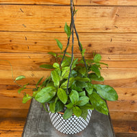 Hoya Hainanensis, 6" Plant, Indoor / Outdoor Houseplants