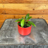 Hoya Limoniaca, 2" Plant, Indoor / Outdoor Houseplants