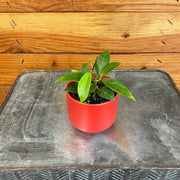 Hoya Limoniaca, 2" Plant, Indoor / Outdoor Houseplants