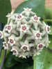Hoya Limoniaca, 2" Plant, Indoor / Outdoor Houseplants