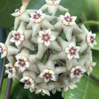 Hoya Limoniaca, 2" Plant, Indoor / Outdoor Houseplants