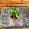 Hoya Limoniaca, 2" Plant, Indoor / Outdoor Houseplants