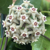 Hoya Limoniaca, 4" Plant, Indoor / Outdoor Houseplants