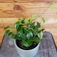 Hoya Limoniaca, 4" Plant, Indoor / Outdoor Houseplants