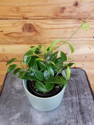 Hoya Limoniaca, 4" Plant, Indoor / Outdoor Houseplants