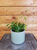 Hoya Limoniaca, 4" Plant, Indoor / Outdoor Houseplants