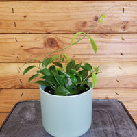 Hoya Limoniaca, 4" Plant, Indoor / Outdoor Houseplants