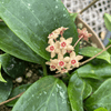 Hoya Limoniaca, 6" Plant, Indoor / Outdoor Houseplants