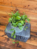 Hoya Limoniaca, 6" Plant, Indoor / Outdoor Houseplants