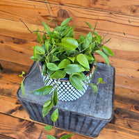 Hoya Limoniaca, 6" Plant, Indoor / Outdoor Houseplants