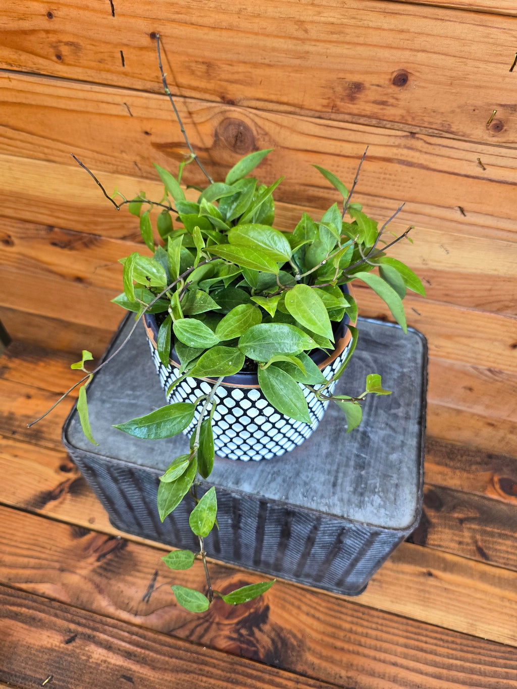 Hoya Limoniaca, 6" Plant, Indoor / Outdoor Houseplants