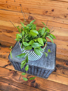 Hoya Limoniaca, 6" Plant, Indoor / Outdoor Houseplants