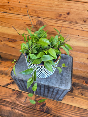 Hoya Limoniaca, 6" Plant, Indoor / Outdoor Houseplants