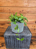 Hoya Limoniaca, 6" Plant, Indoor / Outdoor Houseplants