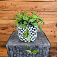 Hoya Limoniaca, 6" Plant, Indoor / Outdoor Houseplants